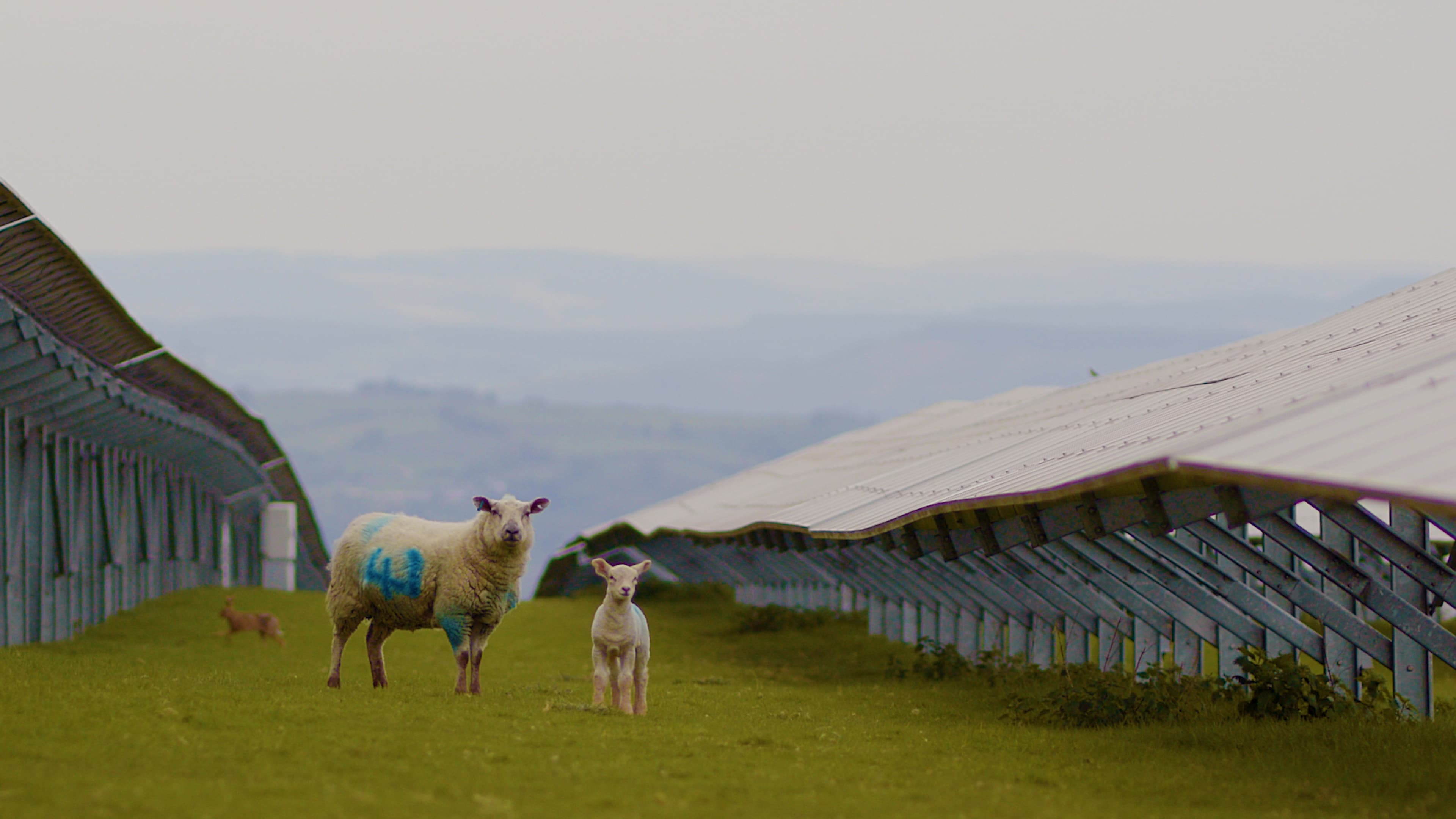 Feld mit zwei Schafen zwischen Solaranlagen